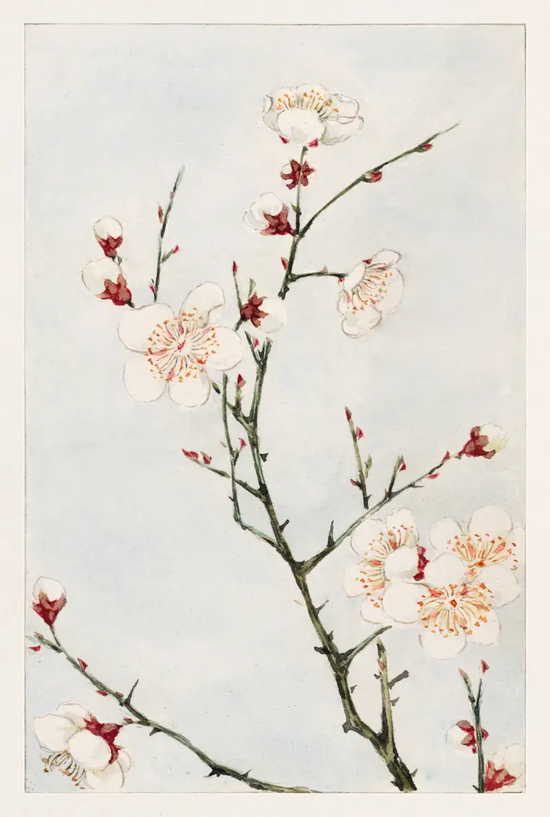 Plum Branches with Blossoms by Megata Morikaga